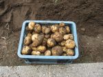 2potato0807012.JPG