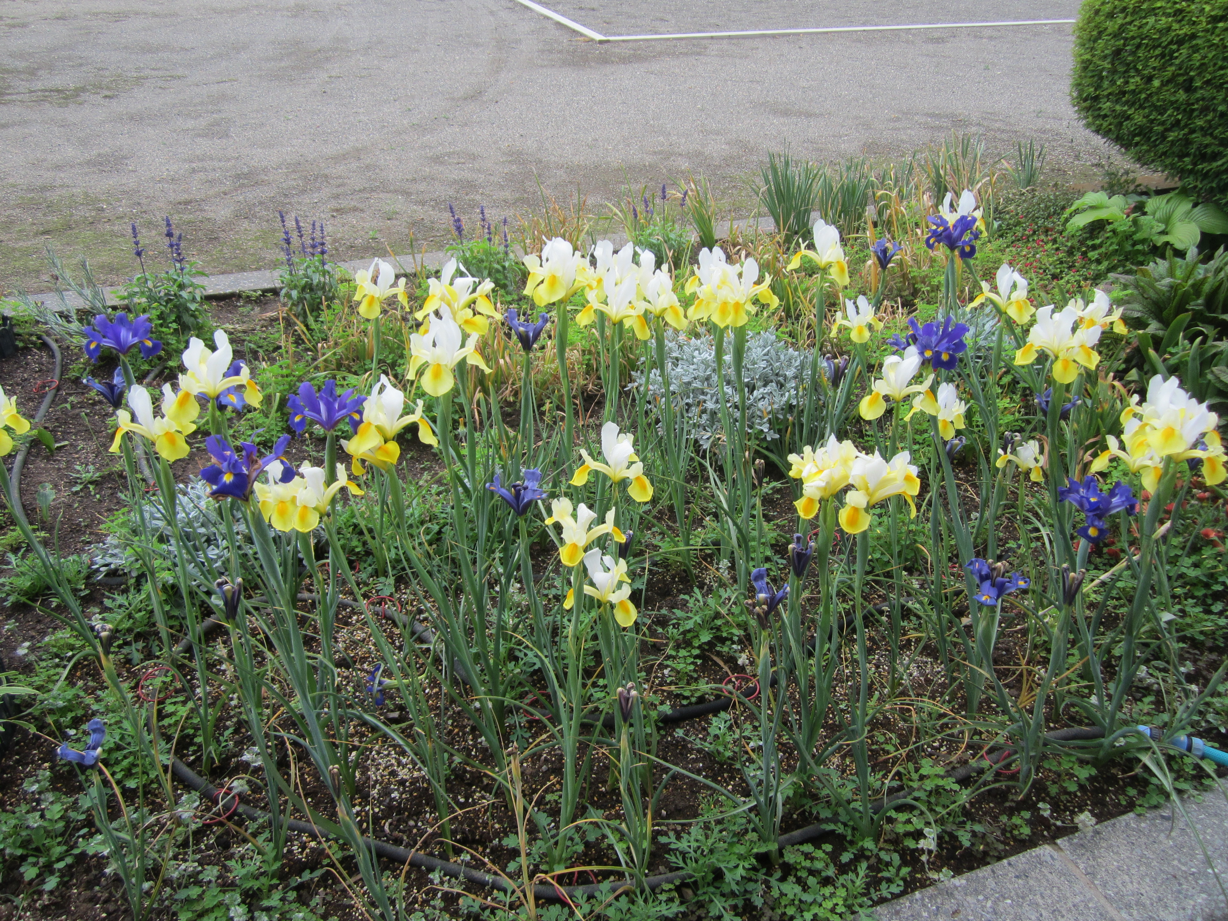 3airisu0804303.JPG
