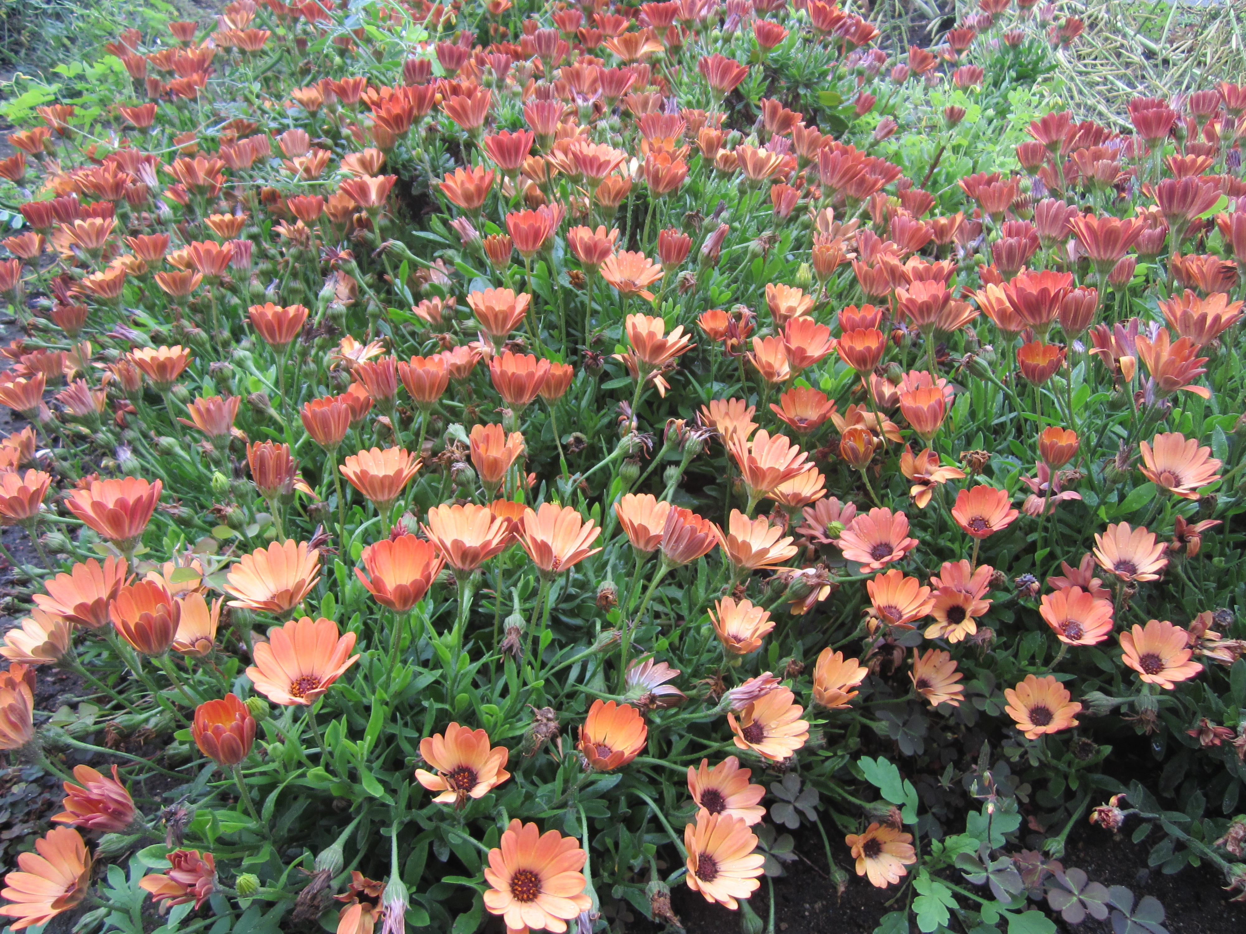 4humei0804304.JPG
