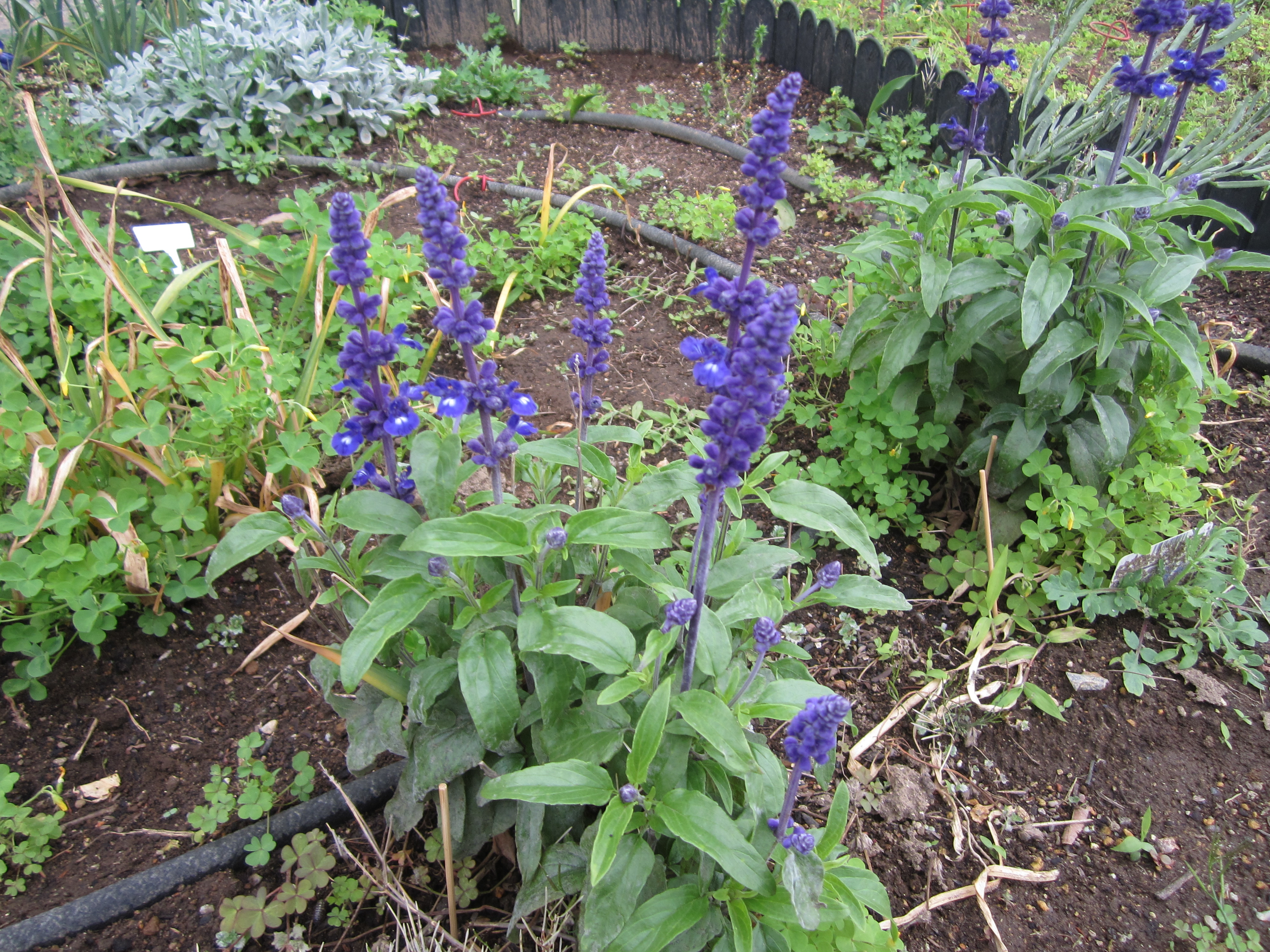 5bluesarubia0804305.JPG