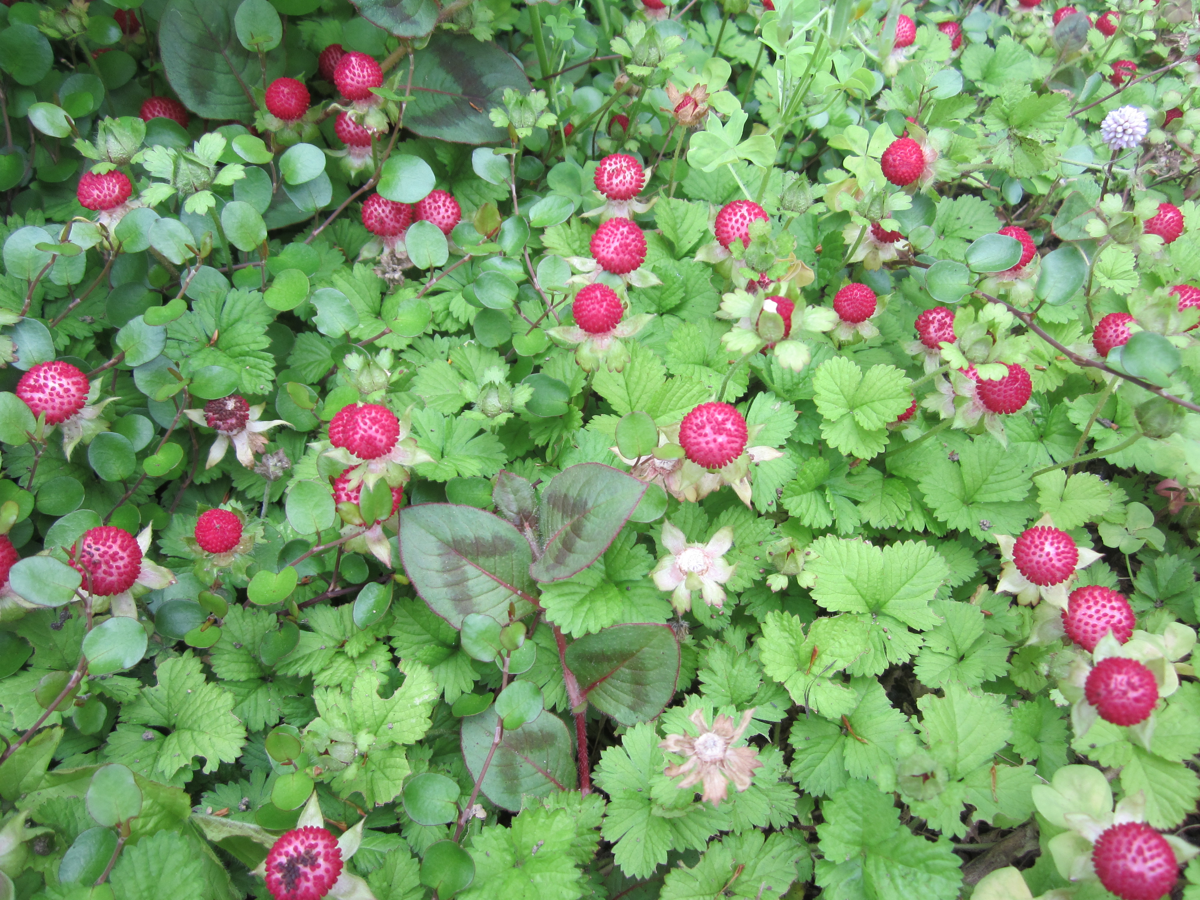 6snakestrawberry0804306.JPG