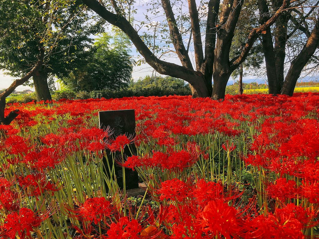 深紅に咲き誇る彼岸花1