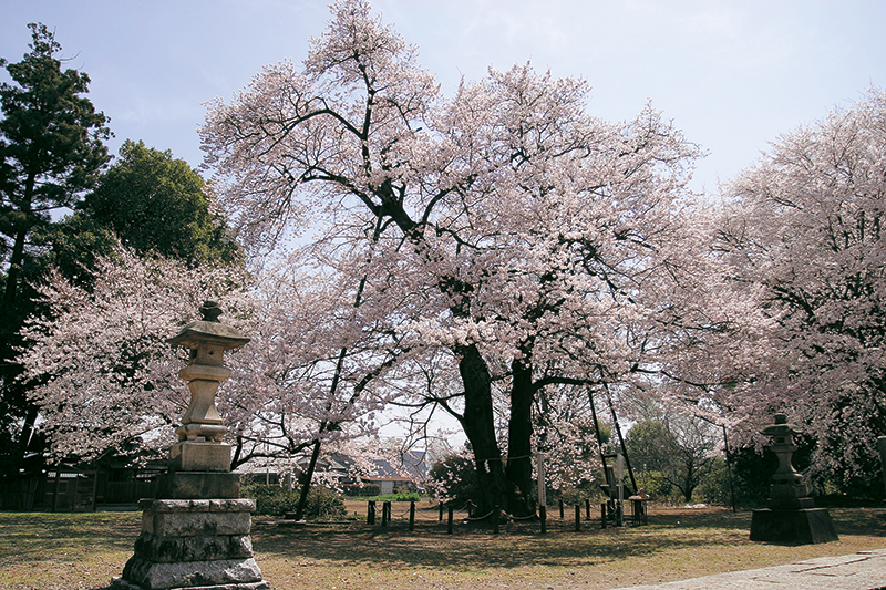 長柄神社のエドヒガン