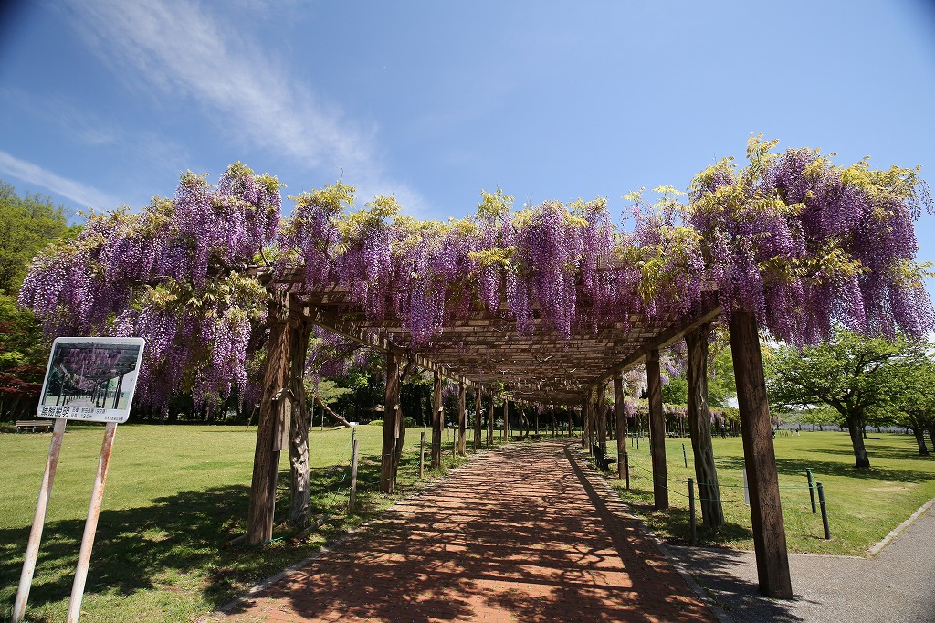 県立多々良沼公園の藤棚1