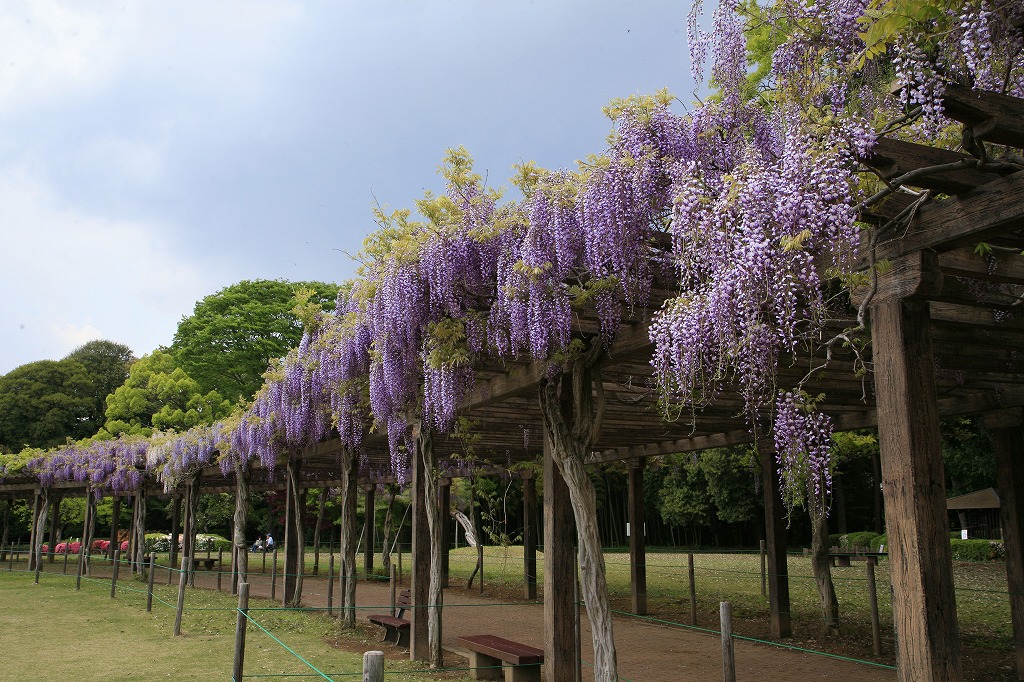 県立多々良沼公園の藤棚2