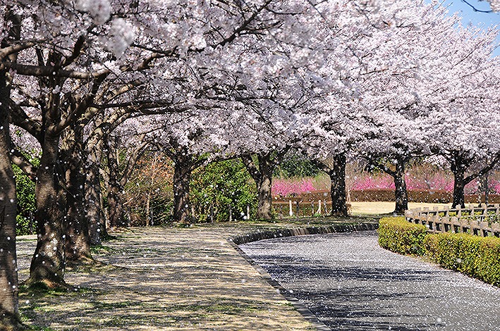 県立多々良沼公園のソメイヨシノ1