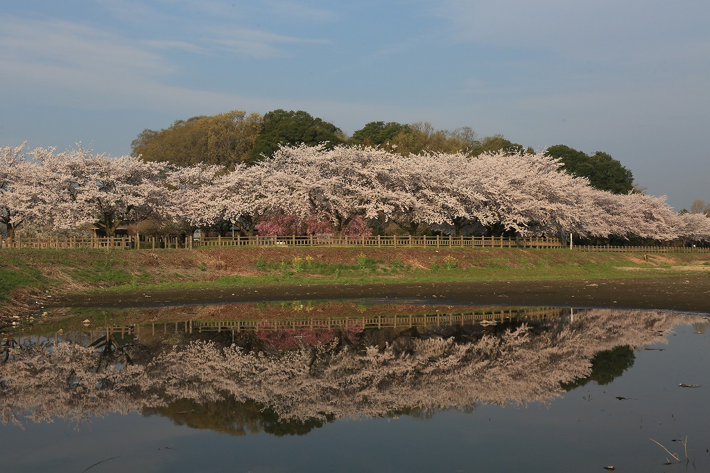 県立多々良沼公園のソメイヨシノ2