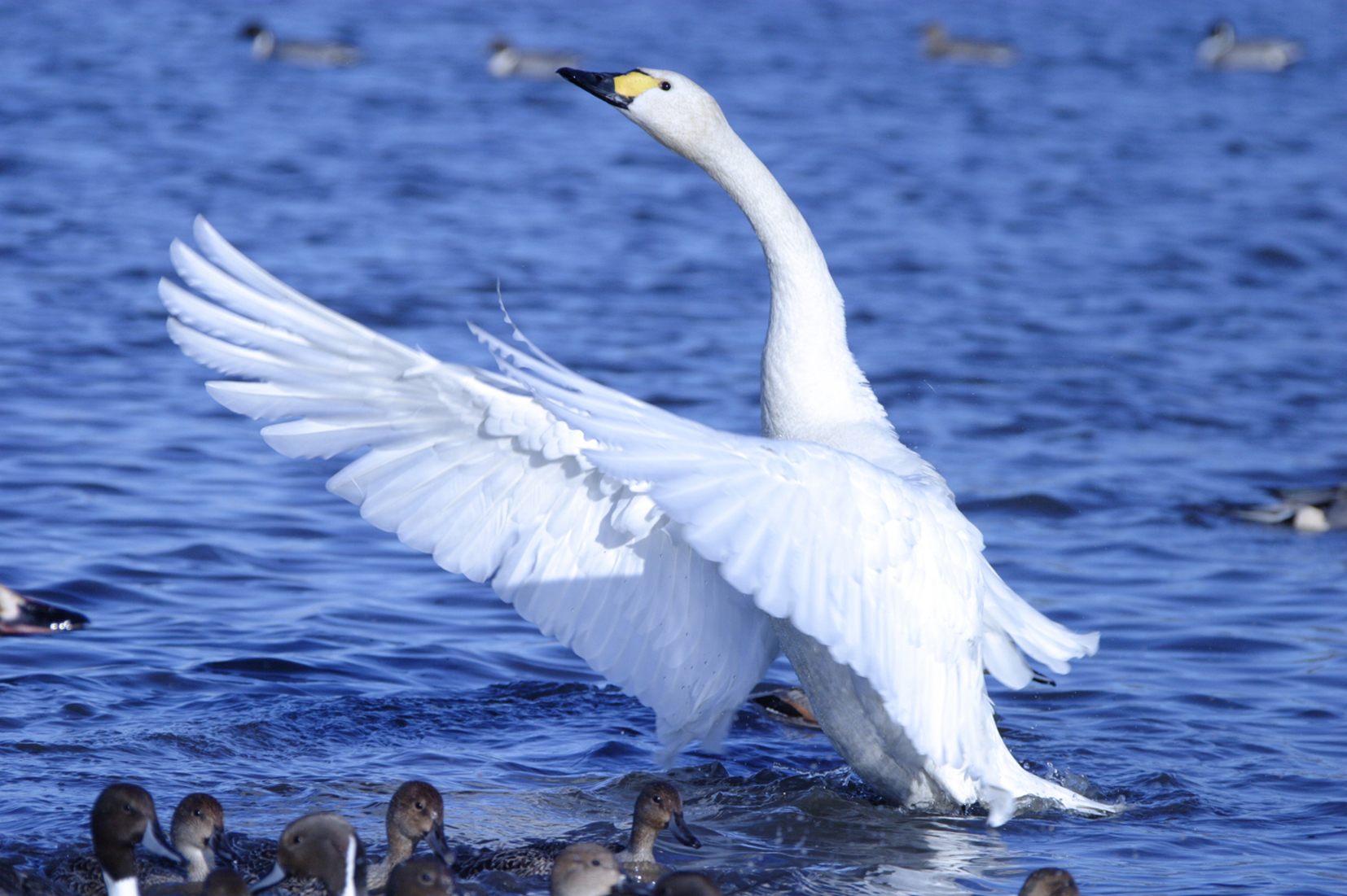 白鳥の写真