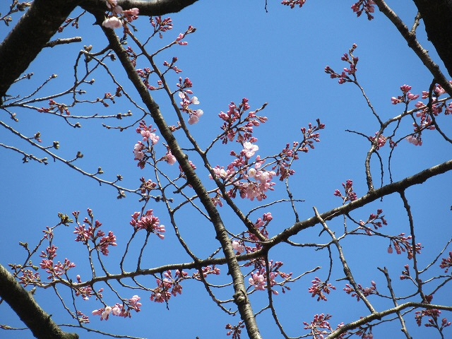 20190325_開花確認