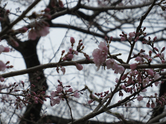 20190326_咲きはじめ