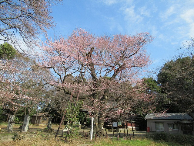 20190328_5分咲き