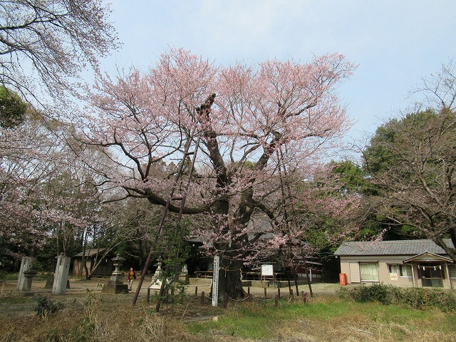 20190329_7分咲き