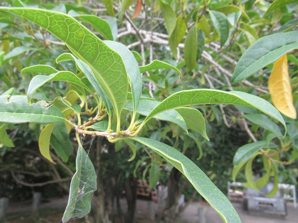 キンモクセイ_20190903_02