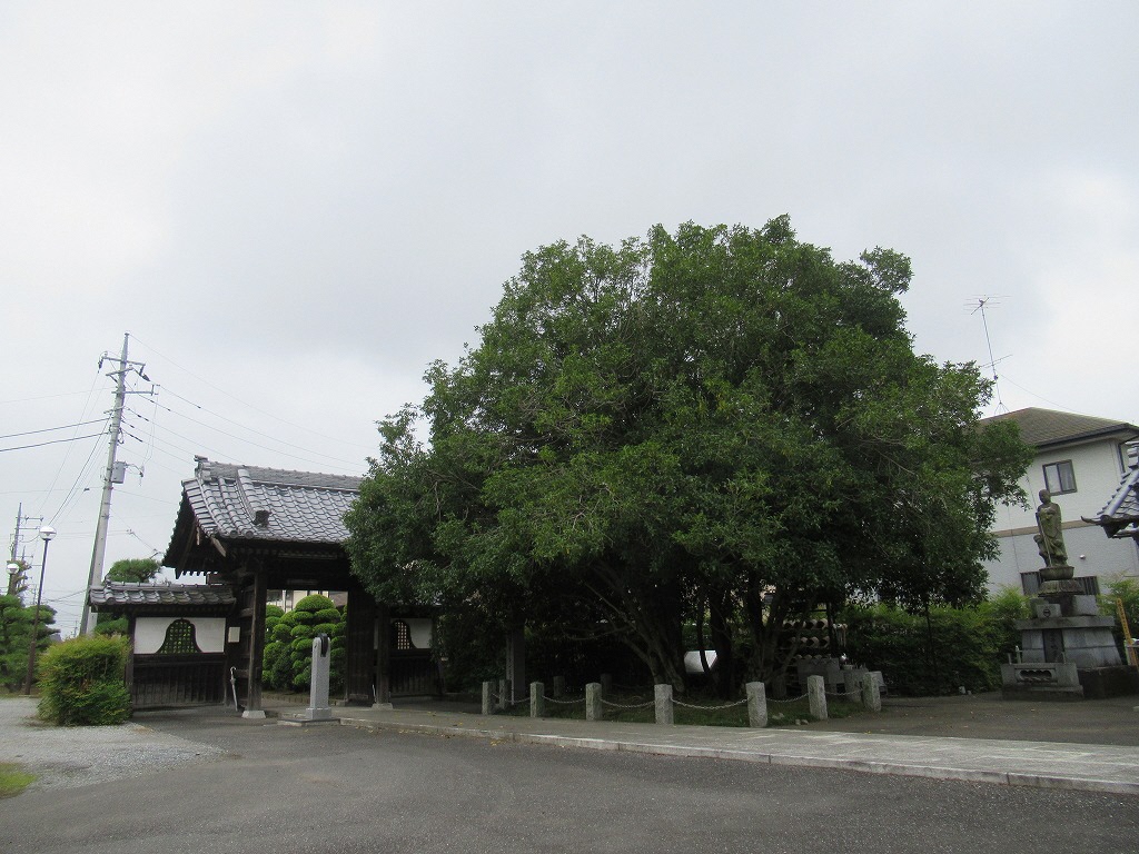 キンモクセイ_20190903_01