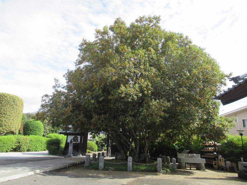 キンモクセイ_20191020_01