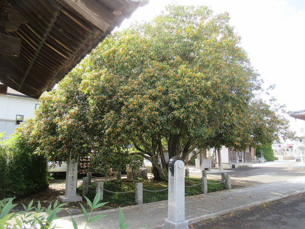 キンモクセイ_20191020_02