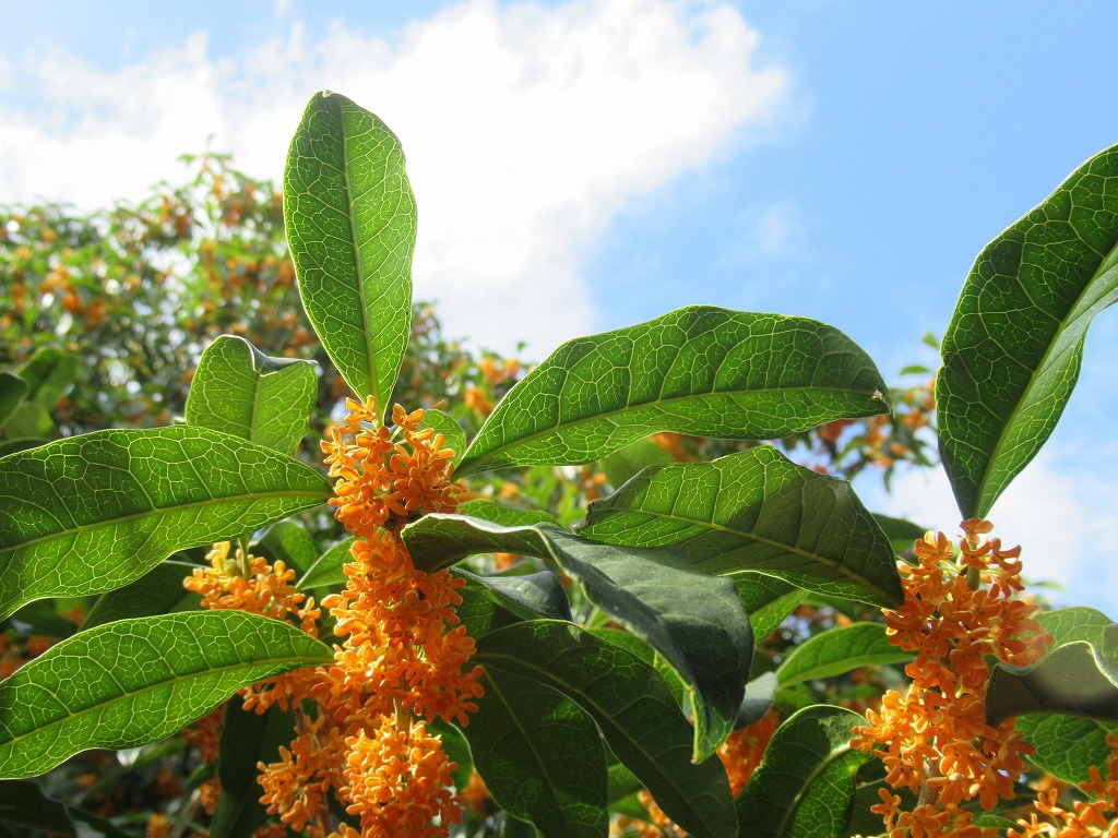 キンモクセイ_20191020_03