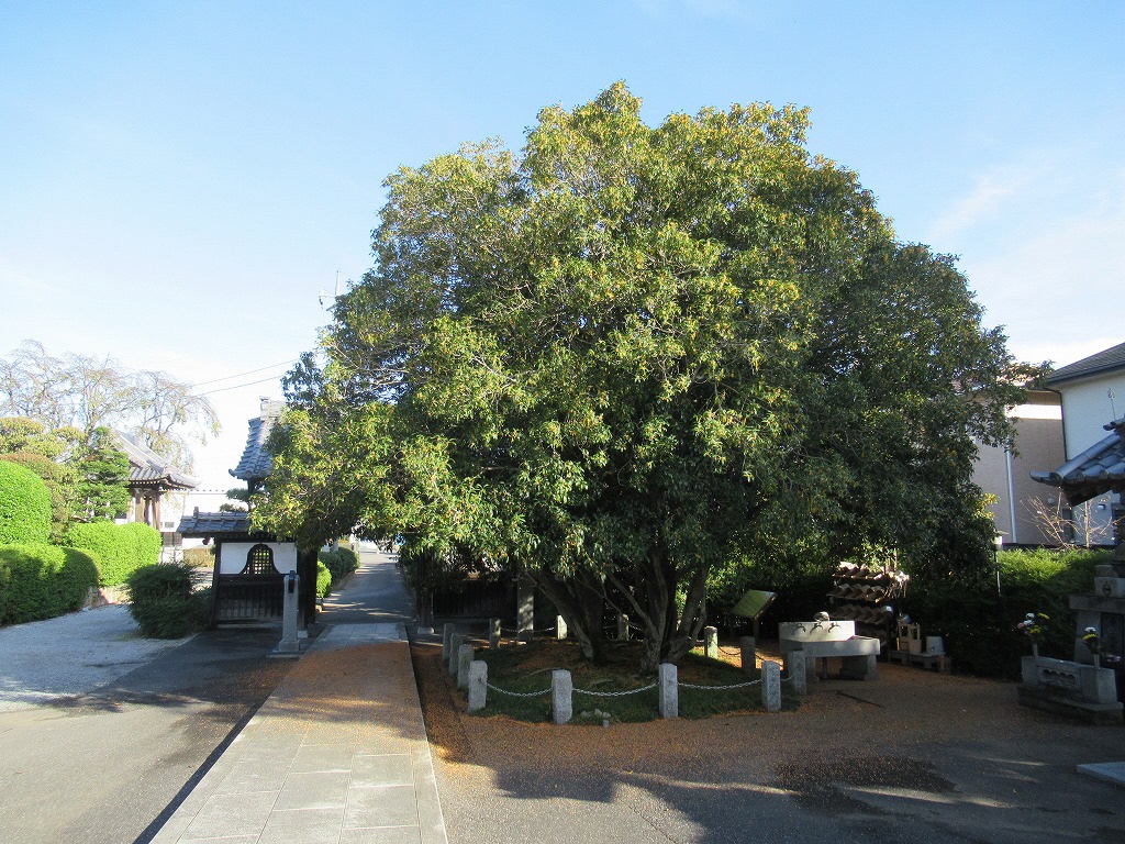 キンモクセイ_20191023_01