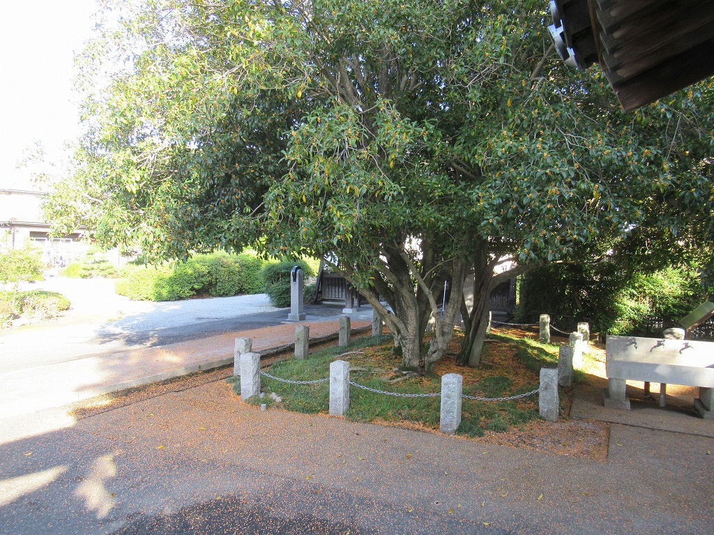 キンモクセイ_20191023_02