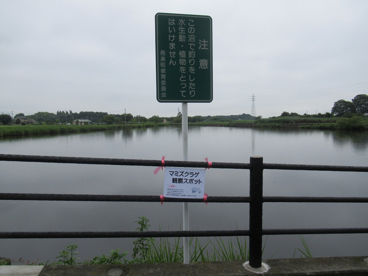 20190828_クラゲ_看板遠景.jpg