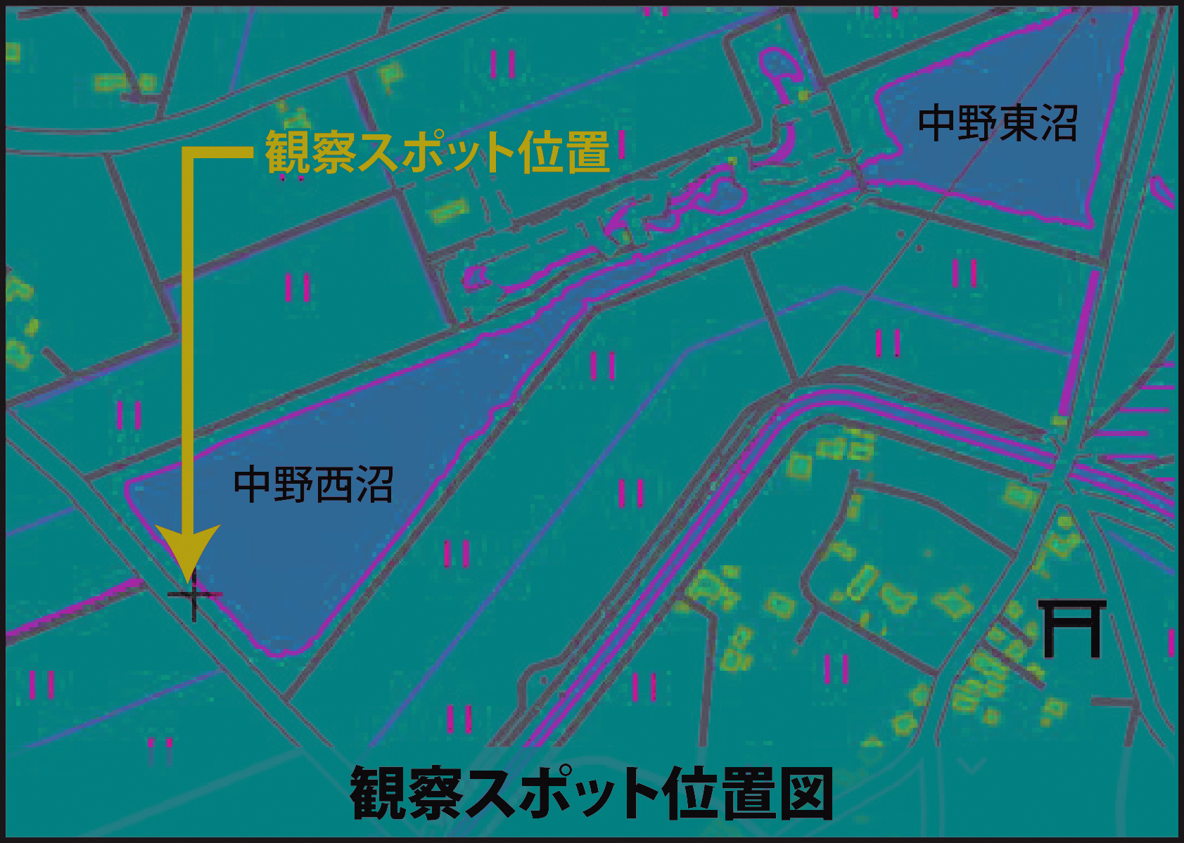 クラゲ_観察スポット