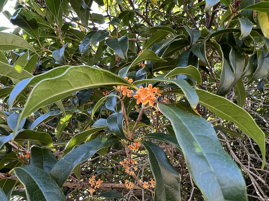 花数が少ないキンモクセイの花房