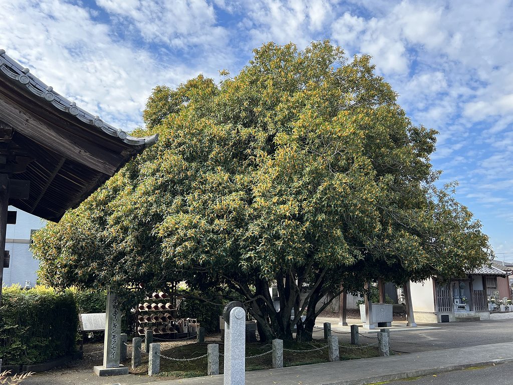 9月29日のキンモクセイ全景