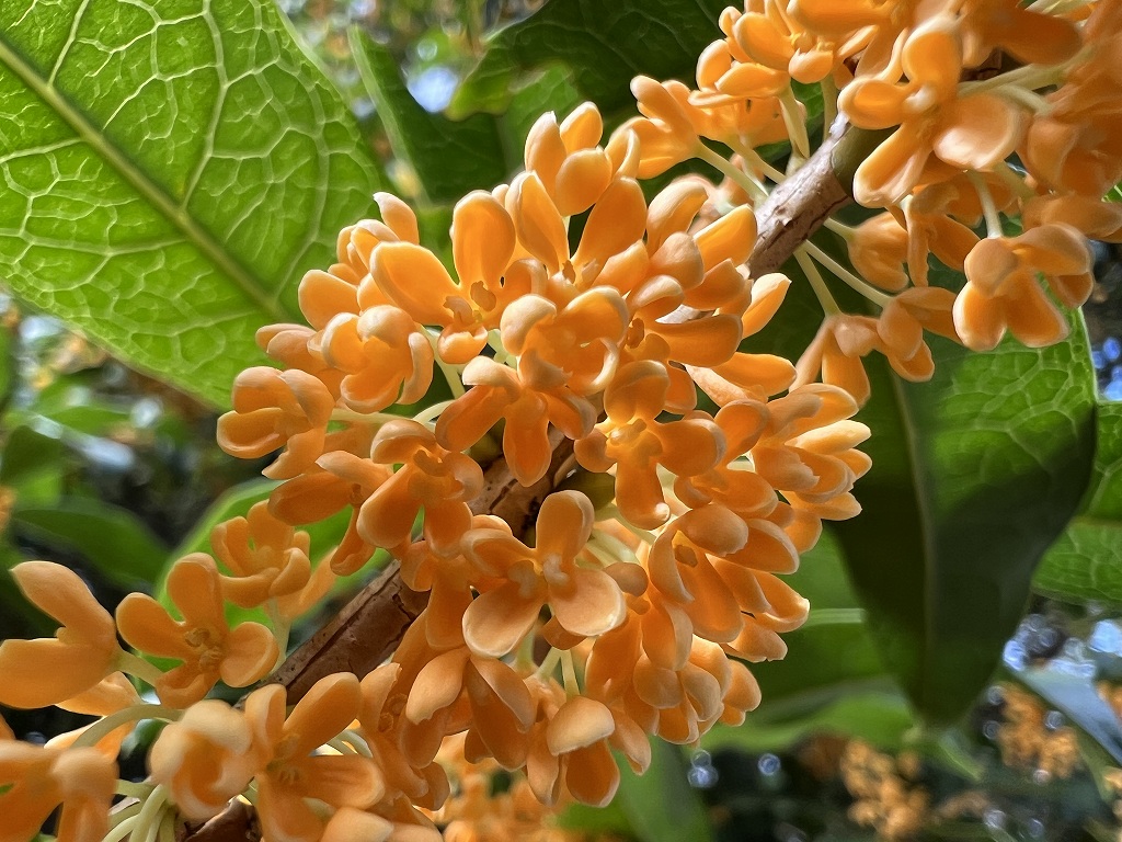 9月29日の開花したキンモクセイその２