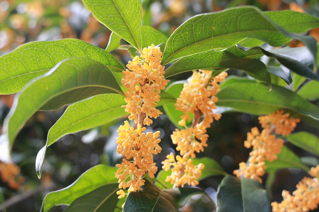 9月29日の開花したキンモクセイその１