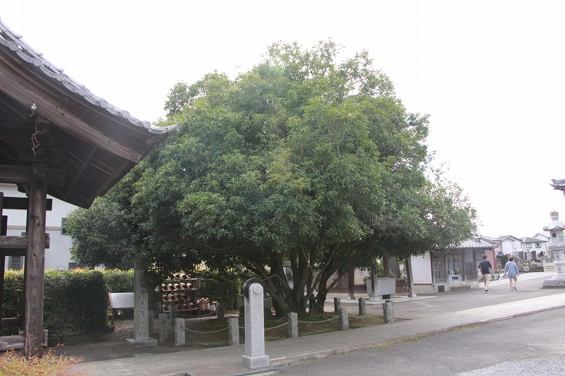 9月22日キンモクセイの全景