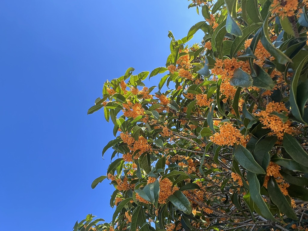 あおぞらとキンモクセイの花