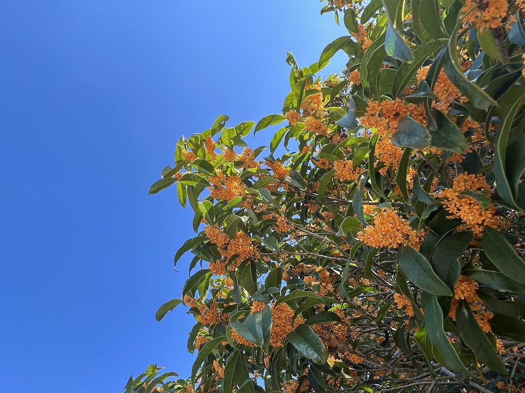 あおぞらとキンモクセイの花