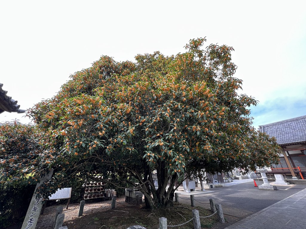 10月3日のキンモクセイ全景画像