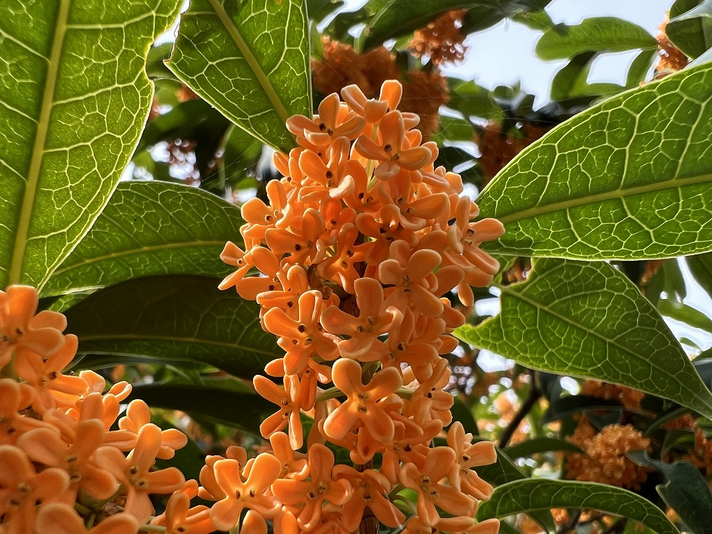 10月3日のキンモクセイ花のアップ