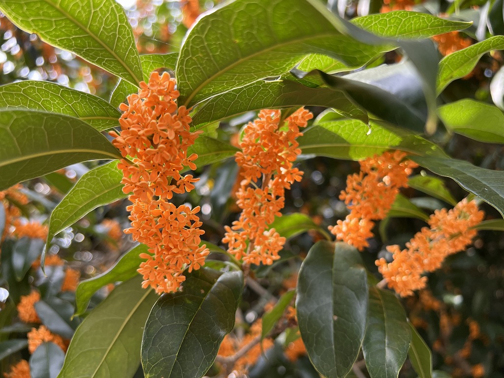 10月3日のキンモクセイの花