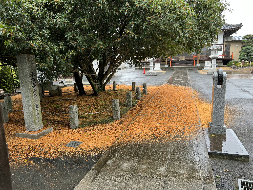 花が地面に落ちてオレンジ色の絨毯のよう