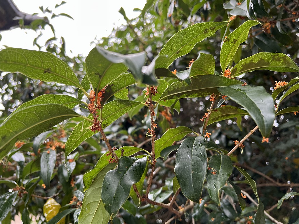 ほとんど散ってしまったキンモクセイの花