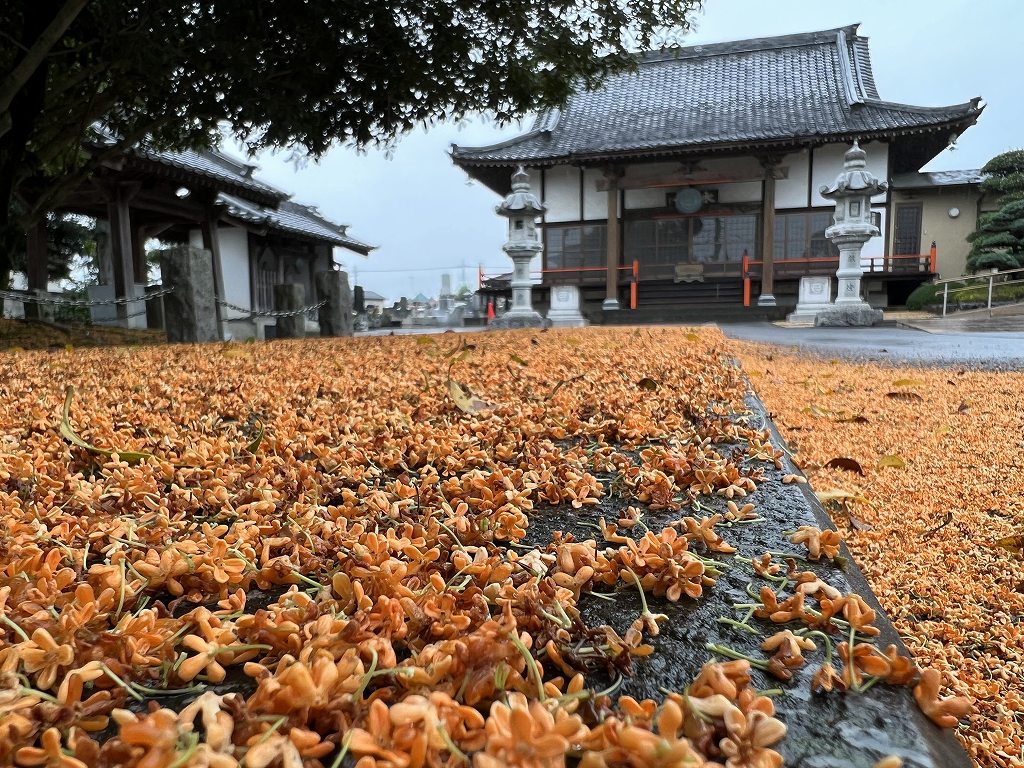 地面に落ちた花びらのアップ