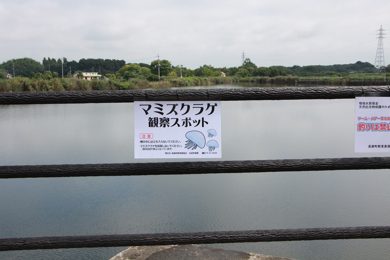 マミズクラゲ観察スポットの画像