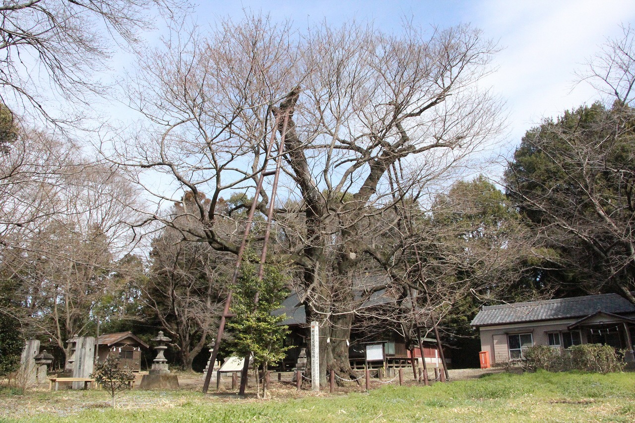 3月15日のエドヒガン桜の写真