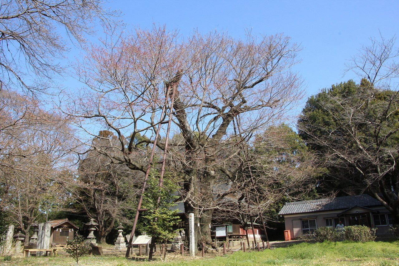 3月18日のエドヒガンの写真