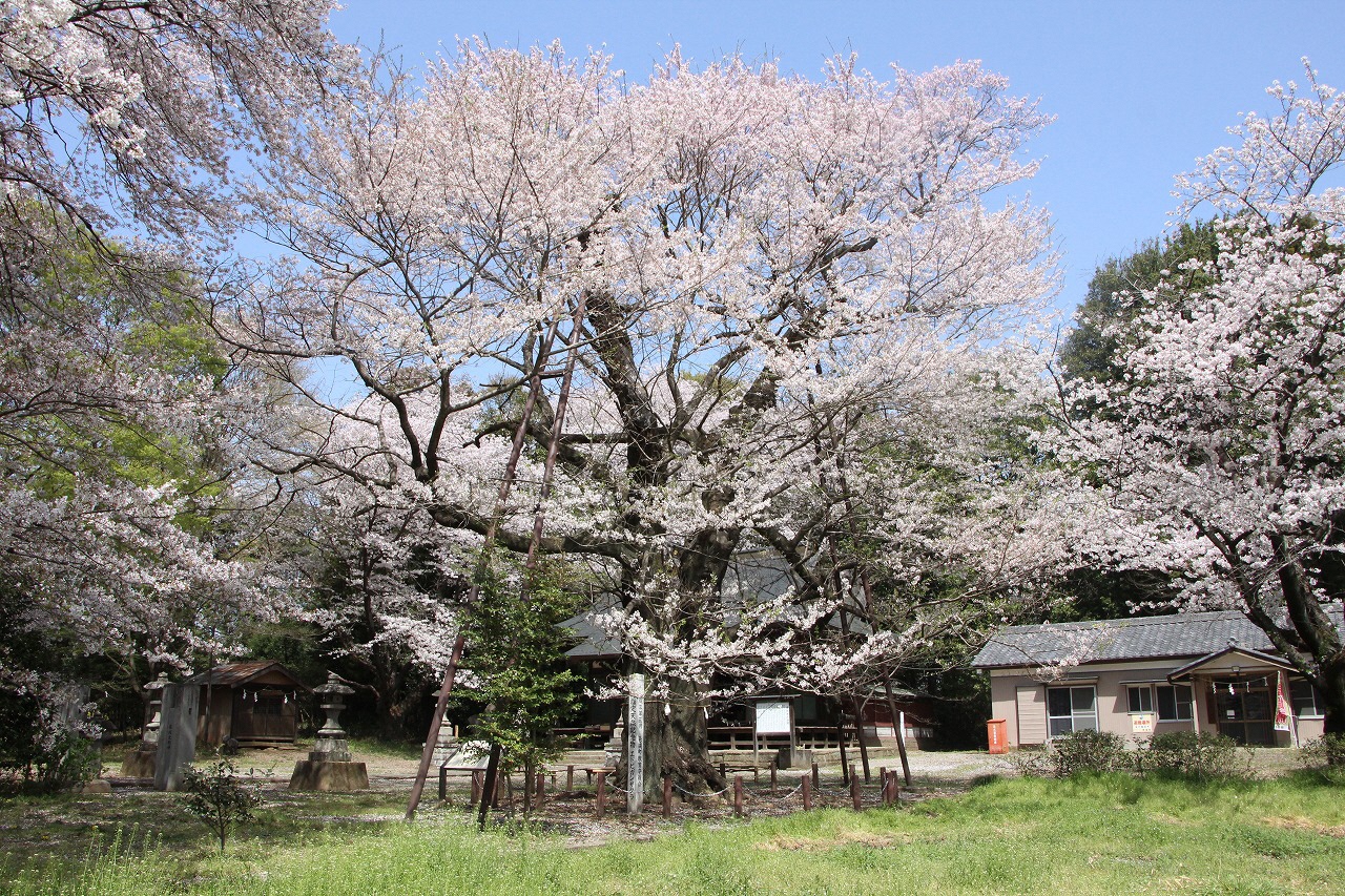 3月31日葉桜の写真