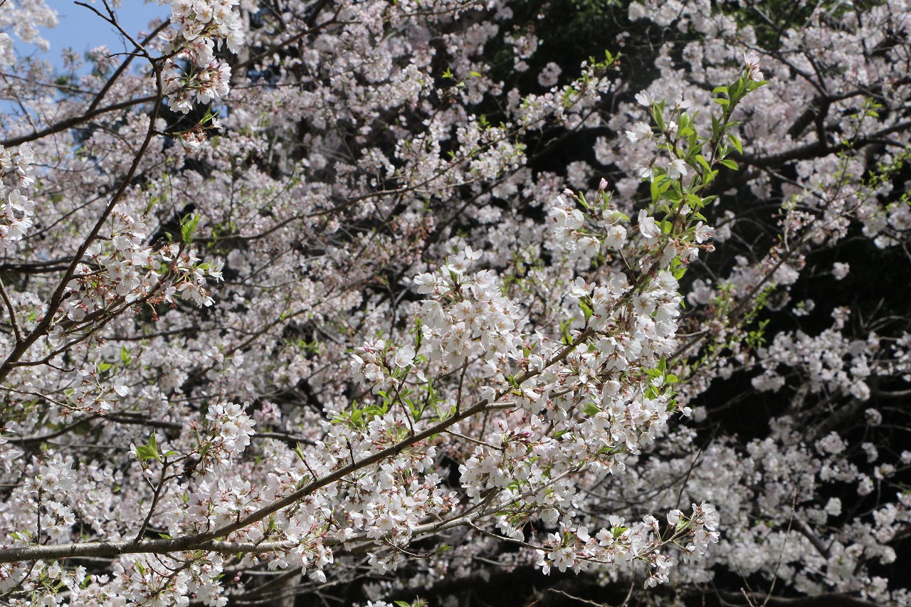 葉桜をアップにした写真