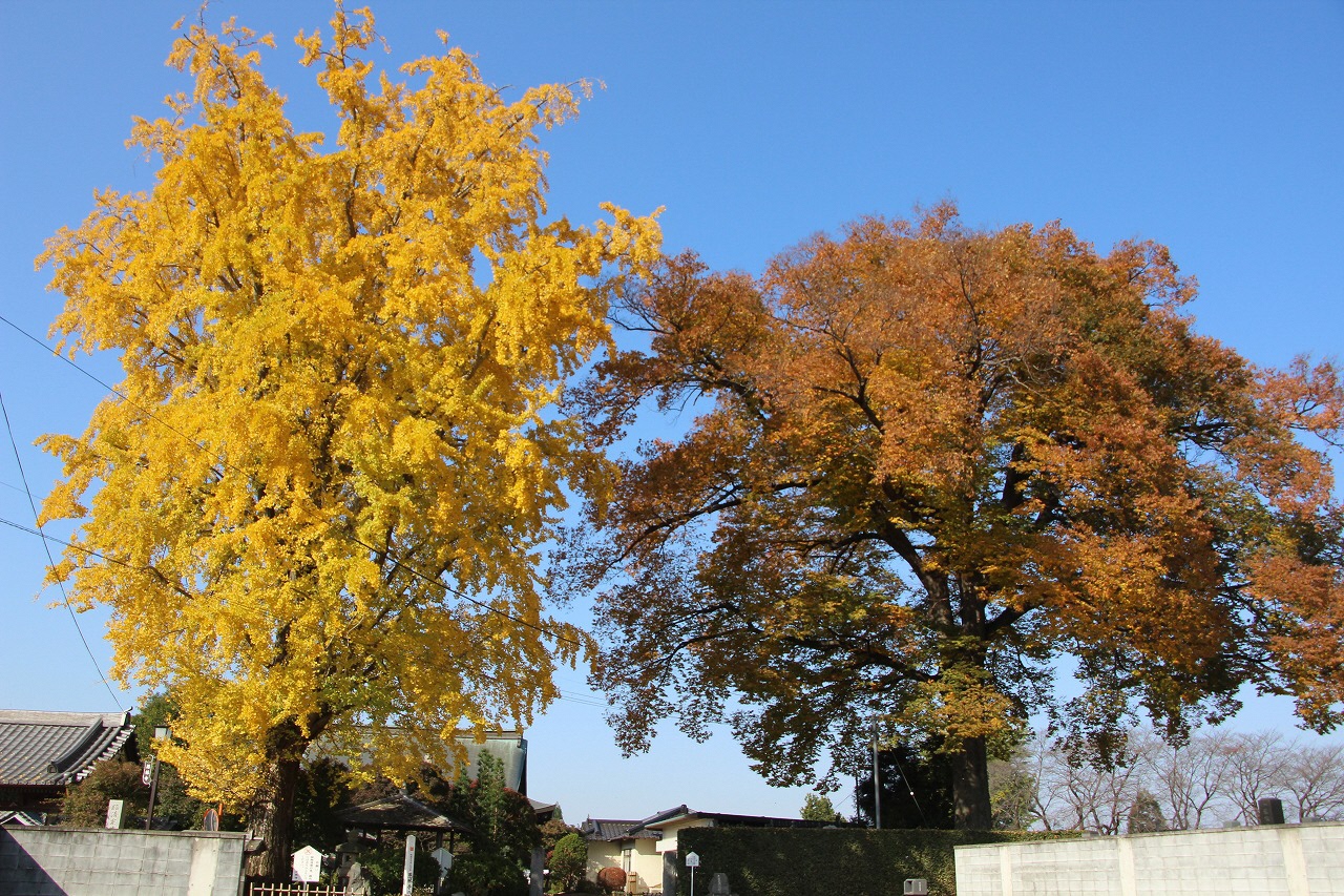 11月17日鮮やかに紅葉したイチョウとケヤキ.jpg