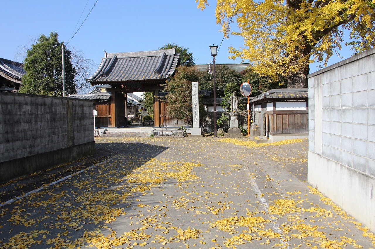 11月17日イチョウの落ち葉が黄色いじゅうたんの様です.jpg
