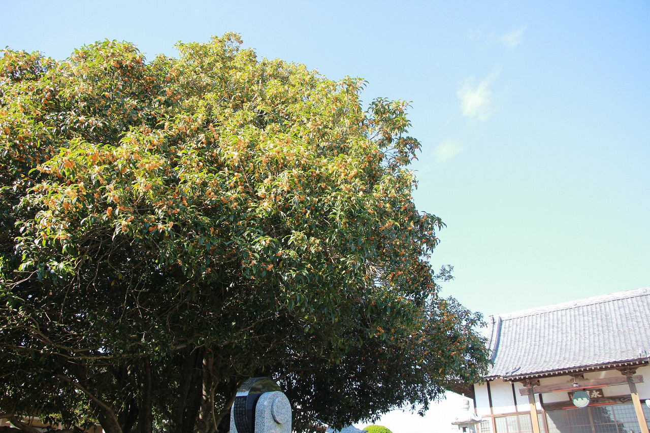 青空とキンモクセイと永明寺.jpg