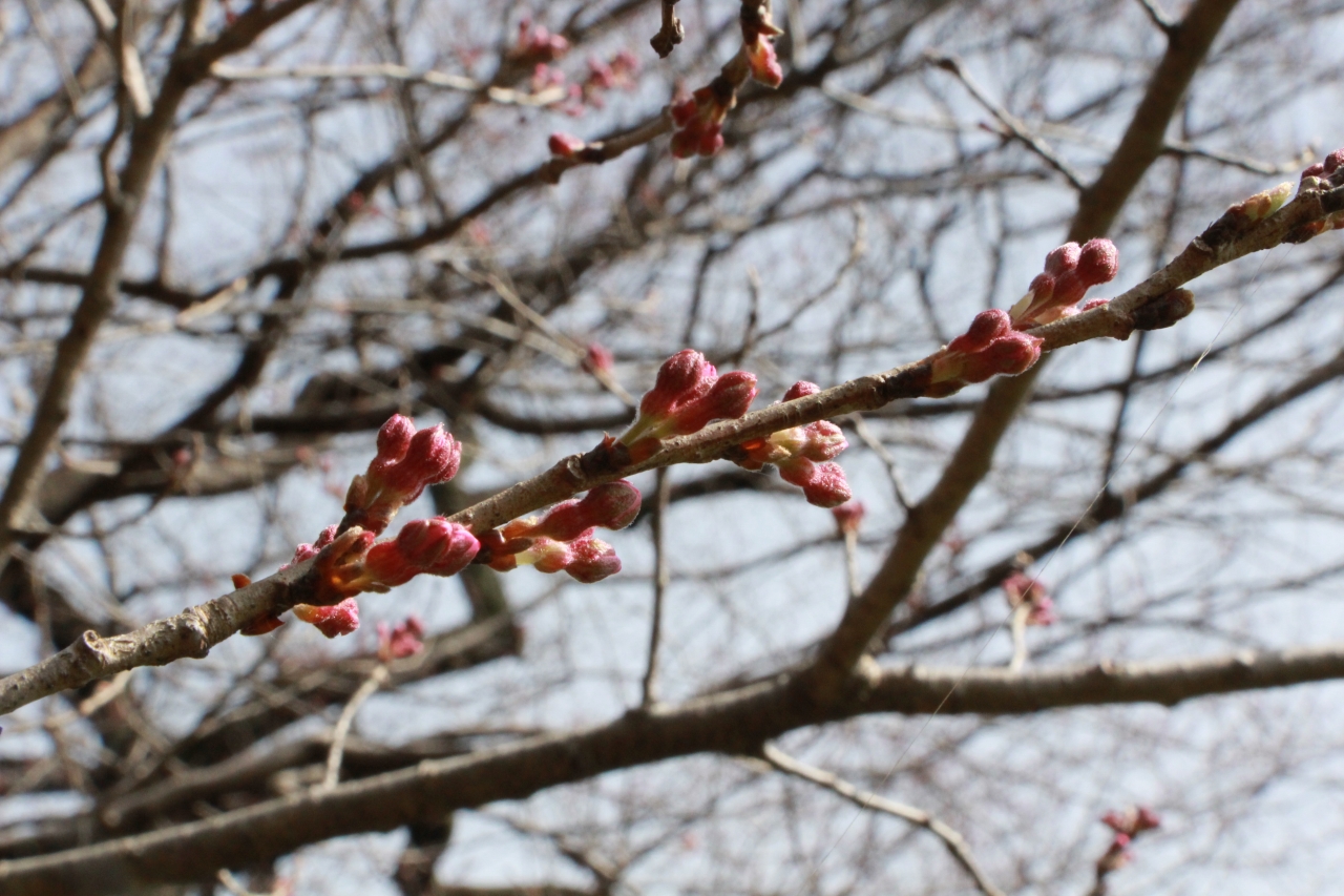 3月23日ピンク色が目立ってきたつぼみ