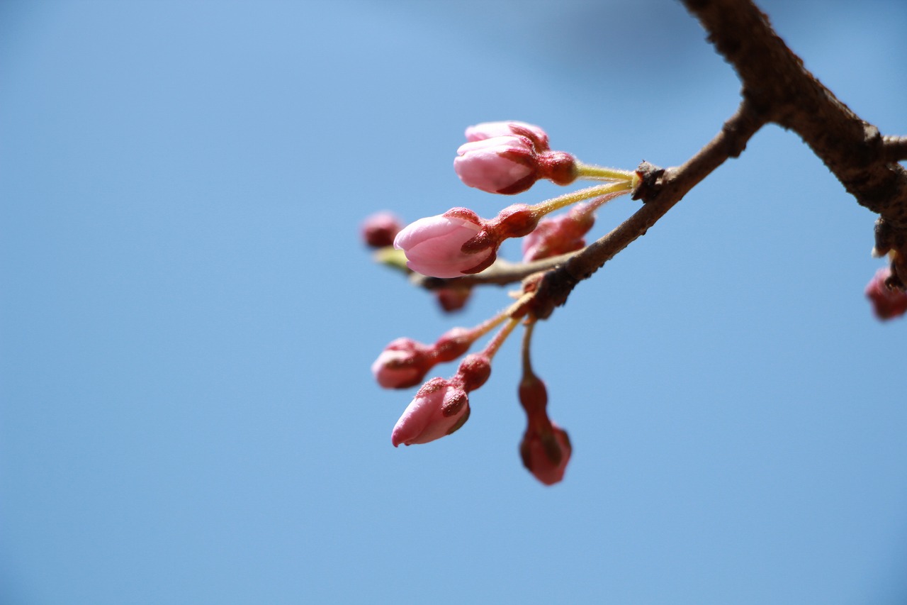 3月24日のつぼみ