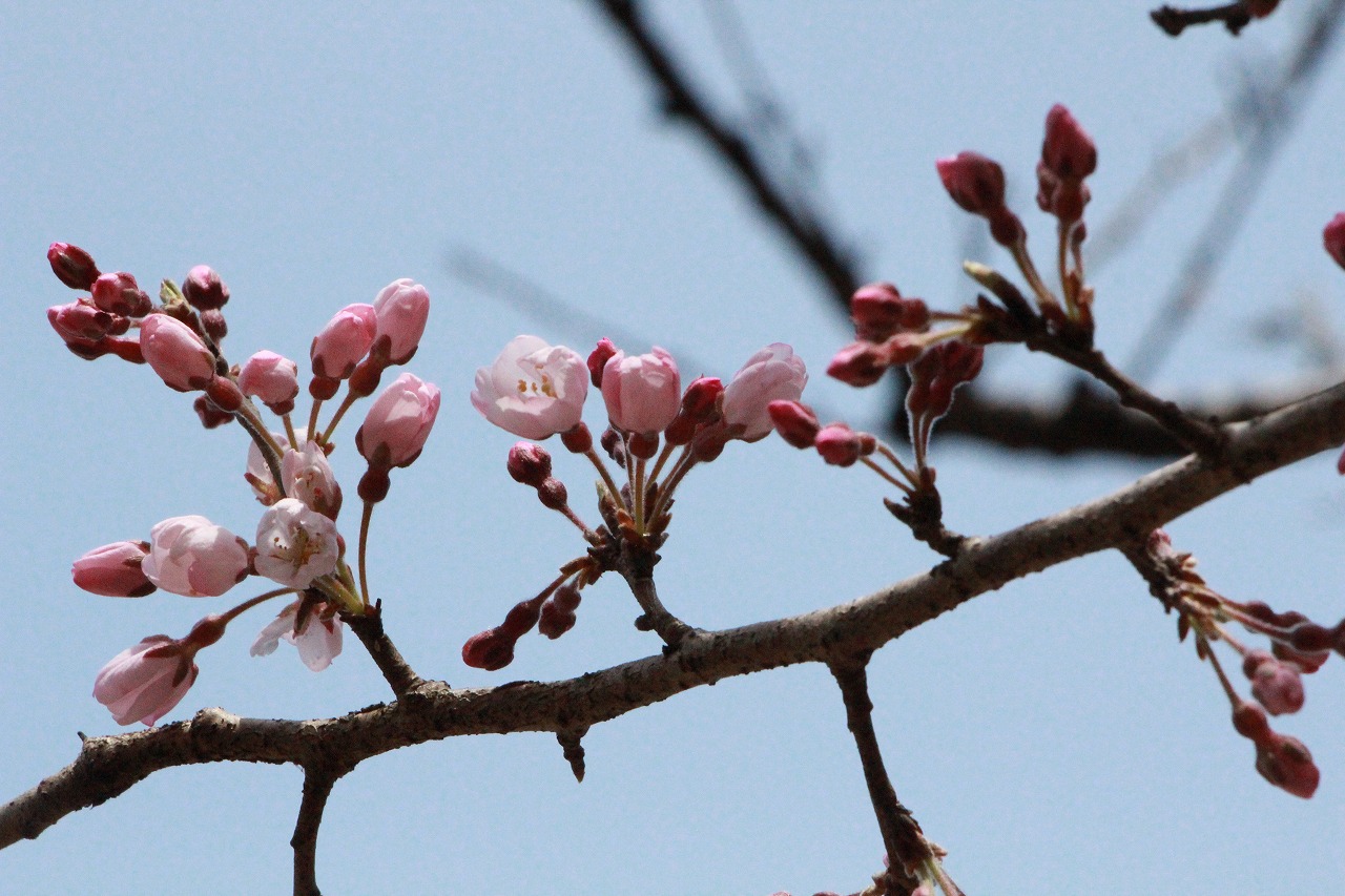 3月25日エドヒガン開花しました