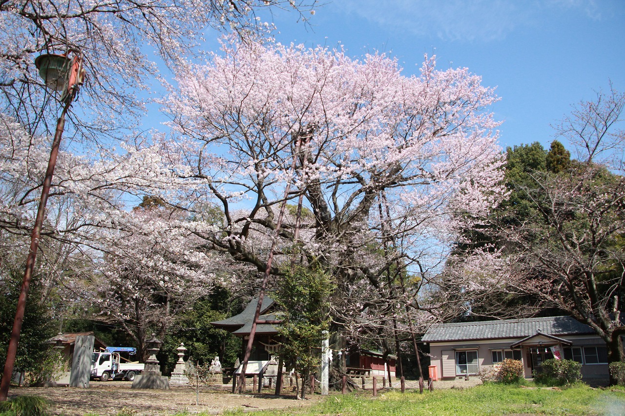 3月28日8分咲きのエドヒガン